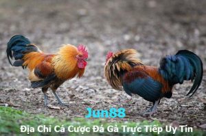 JUN88-Địa Chỉ Cá Cược Đá Gà Trực Tiếp Uy Tín