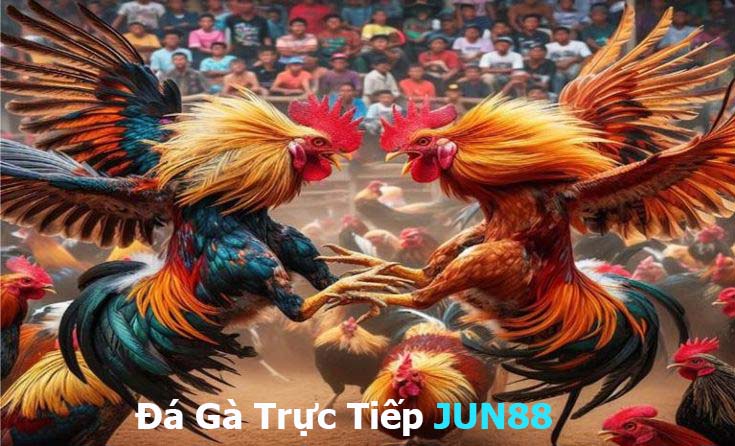 Đá Gà Trực Tiếp-JUN88